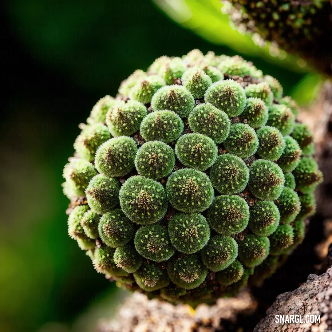 Close up of a plant with many small dots on it's center and a green background