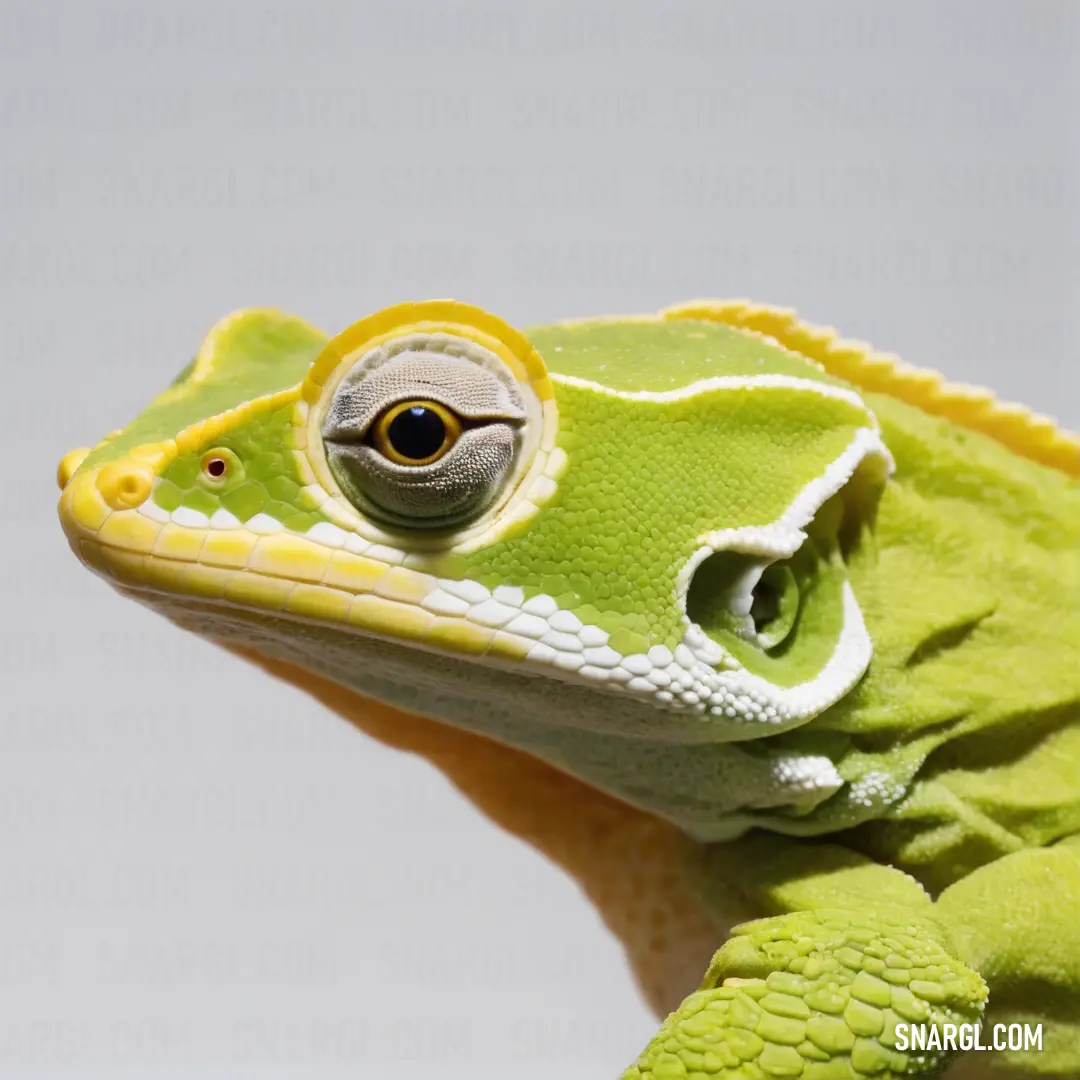 Green and yellow gecko with a yellow eye and a white background