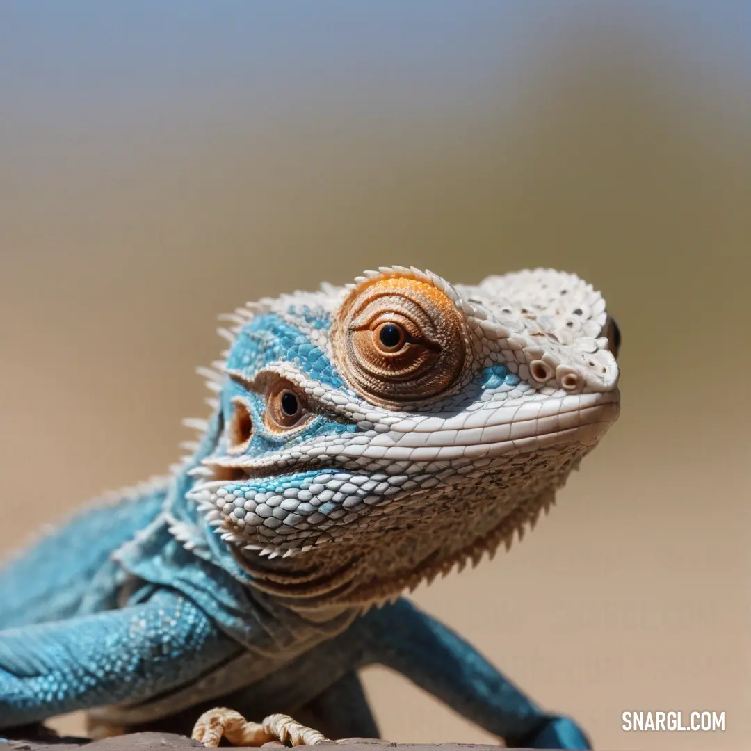 Close up of a lizard on a rock with a blurry background