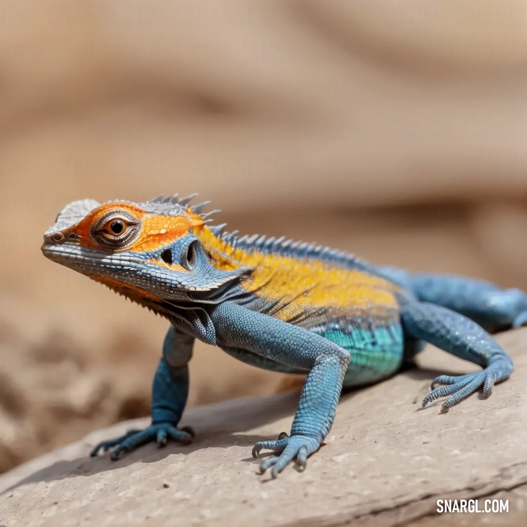 Lizard on a rock with a yellow and blue color scheme on its face and body