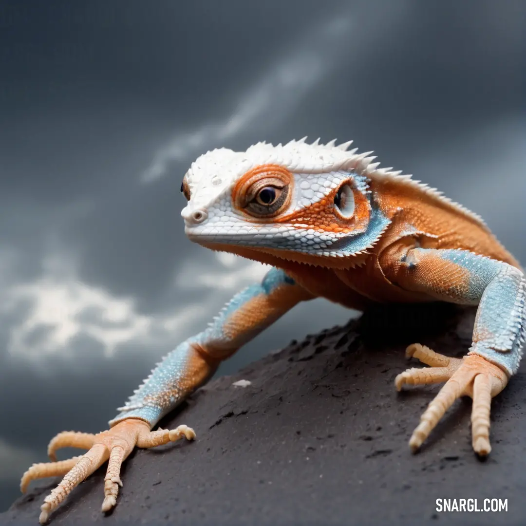 Lizard with orange and white markings on its face and legs, on a rock