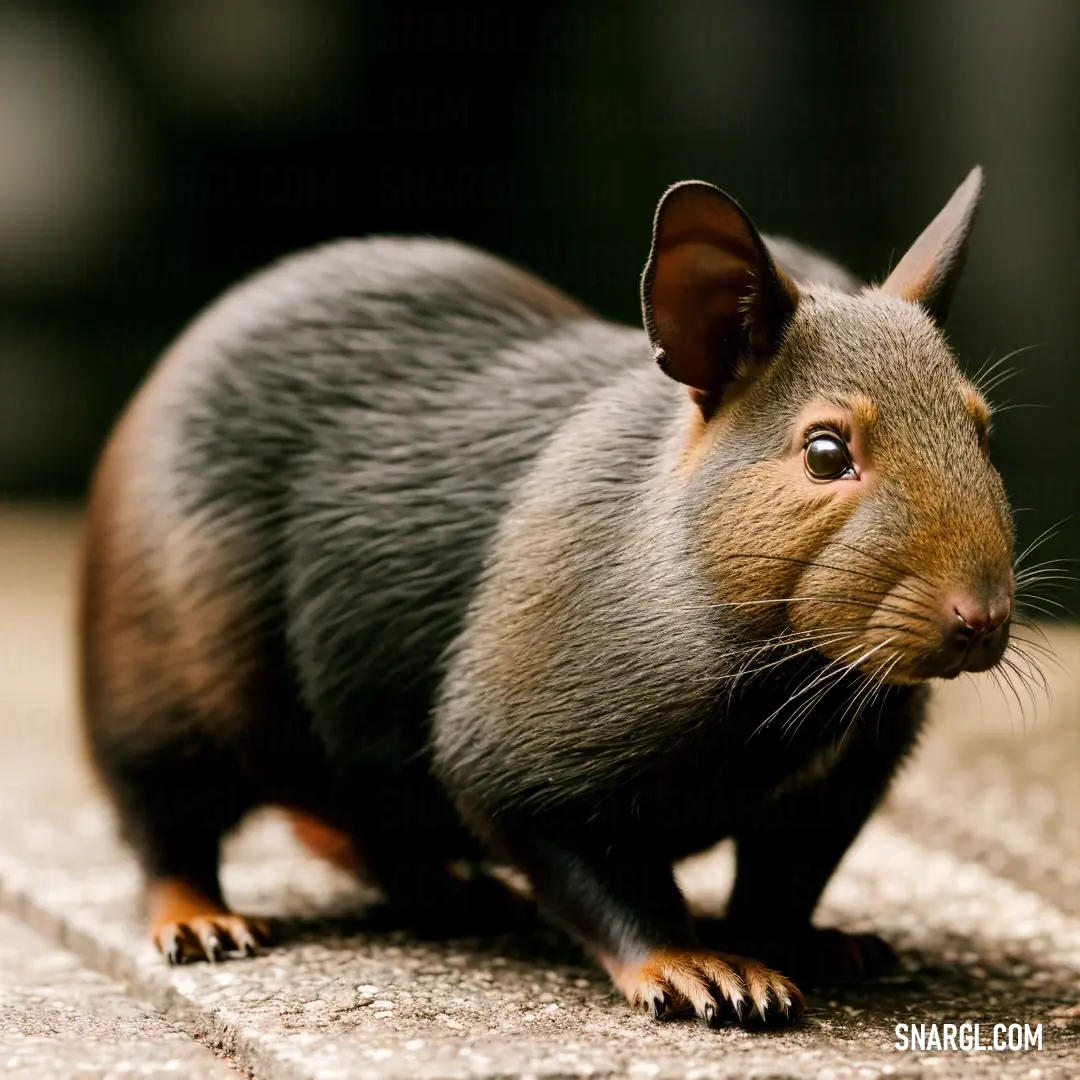 Small rodent standing on a sidewalk looking at the camera lense on its head and tail