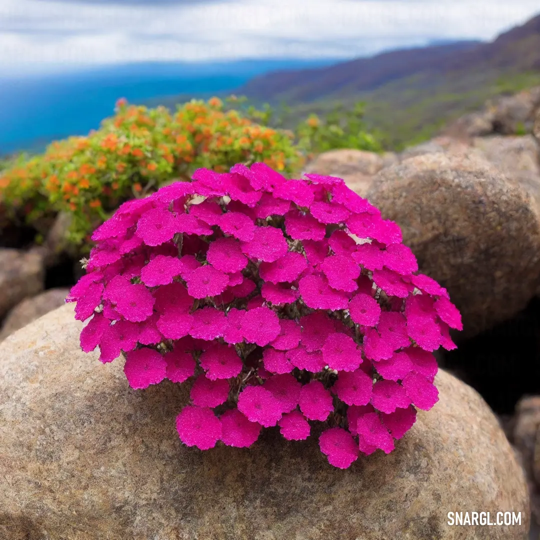 Pink flower is on a rock near some flowers and a mountain range in the background with a blue sky