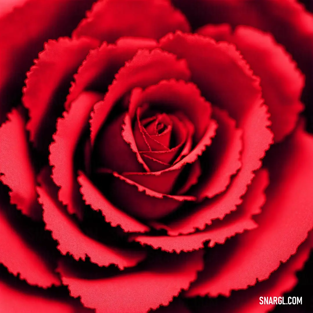 Close up of a red rose with a black background and a red center and a white center