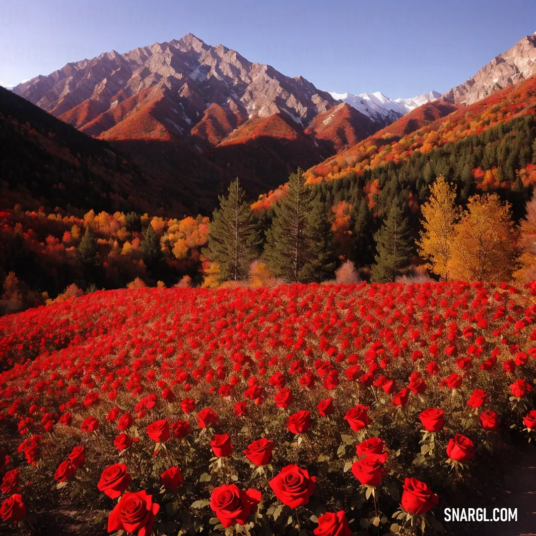 Field of red flowers with mountains in the background with snow capped mountains in the distance with a blue sky