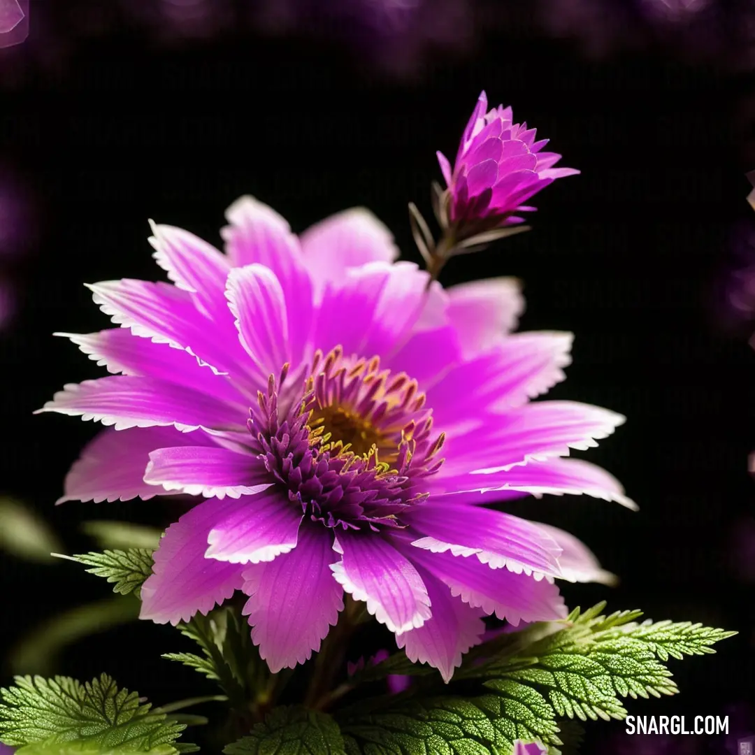 Purple flower with green leaves on a black background with a blurry background of the petals
