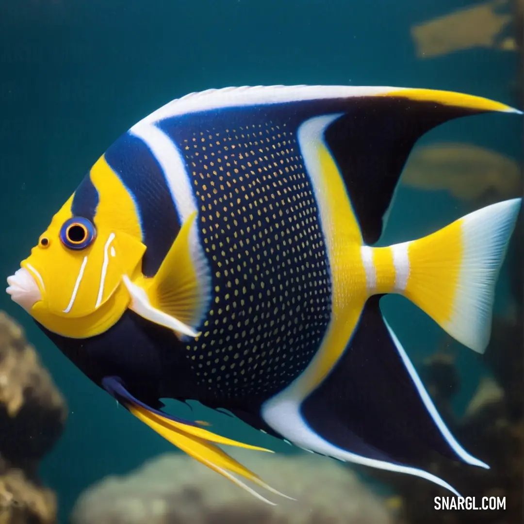 Blue and yellow fish swimming in a large aquarium with rocks and water around it's edges and a blue sky background