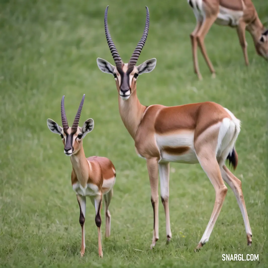Couple of gazelle standing on top of a lush green field of grass next to a baby gazelle