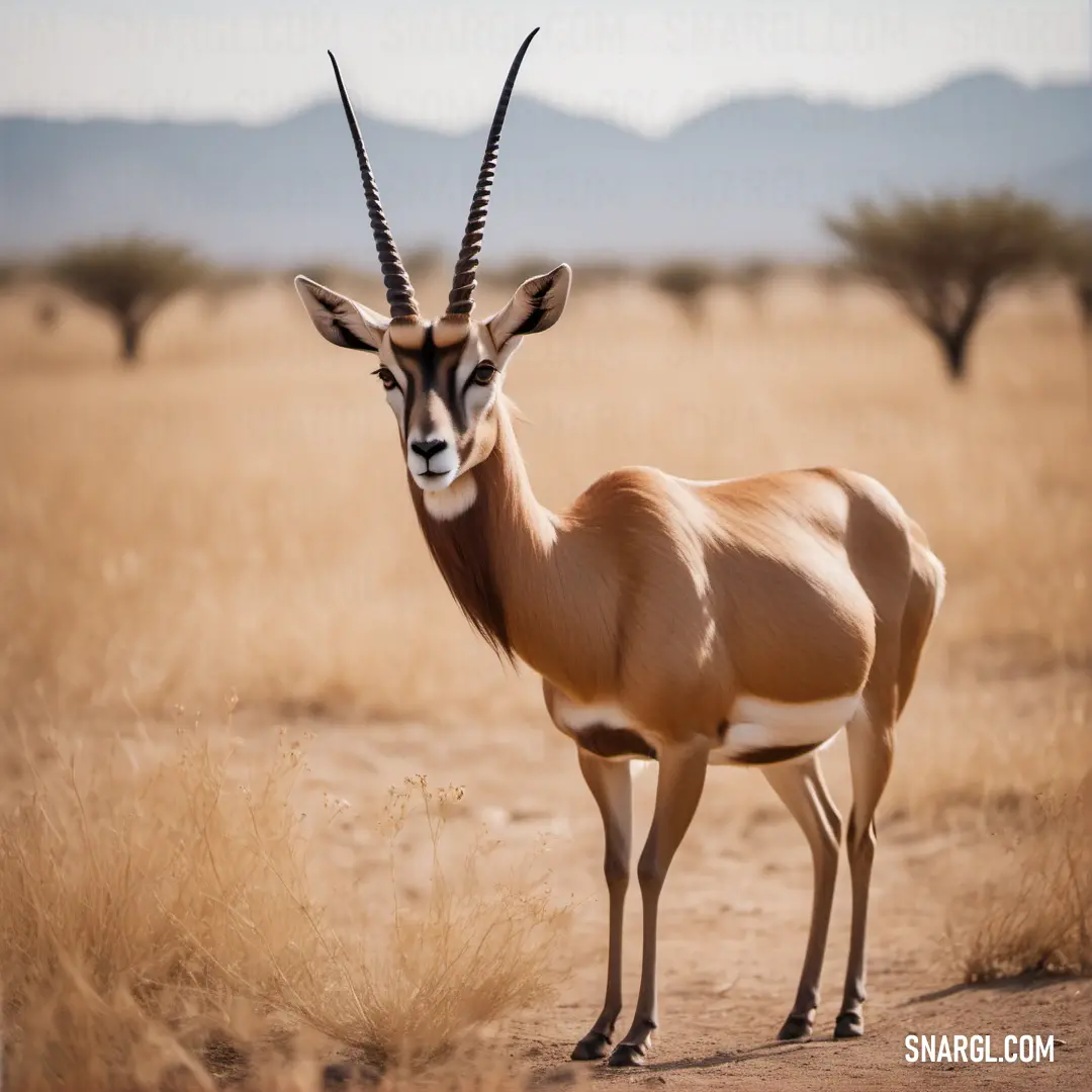 Gazelle standing in a field with mountains in the background