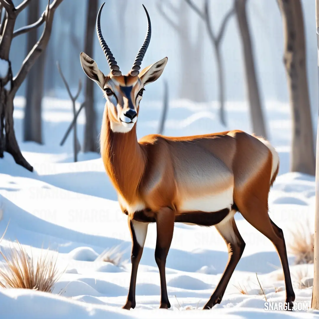 Gazelle standing in the snow in front of trees and bushes with no leaves on it's branches