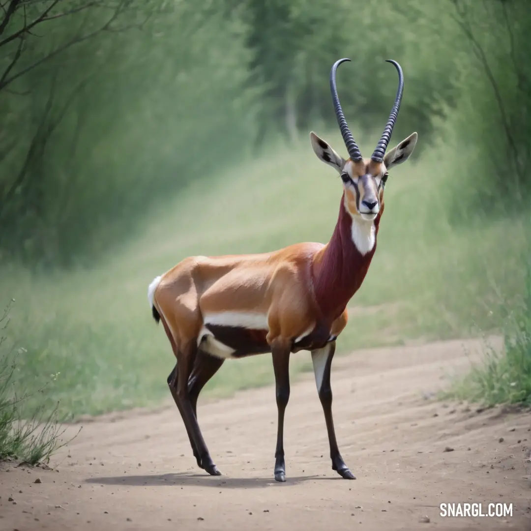 Gazelle standing on a dirt road in the woods with trees in the background