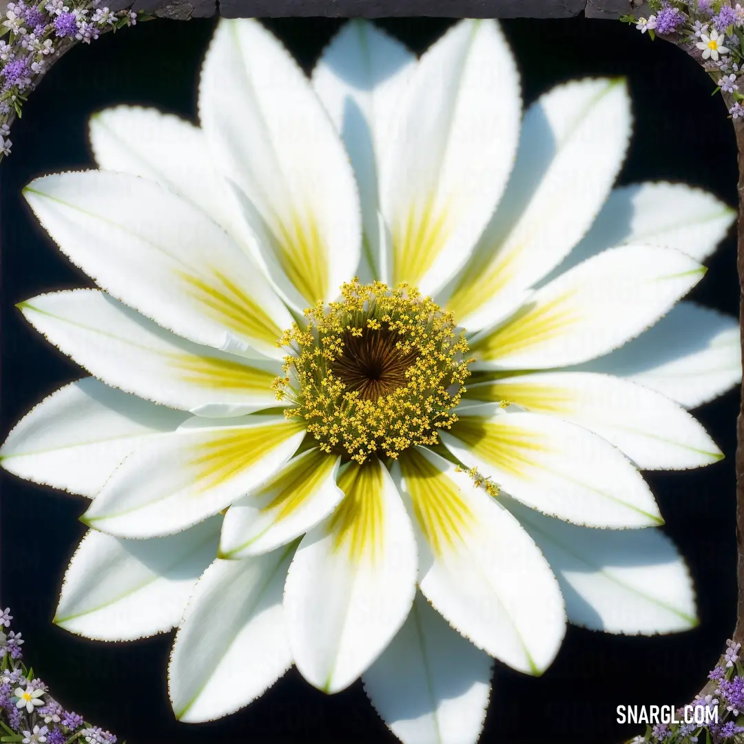 White flower with yellow center surrounded by purple flowers and leaves in a square frame with a black background