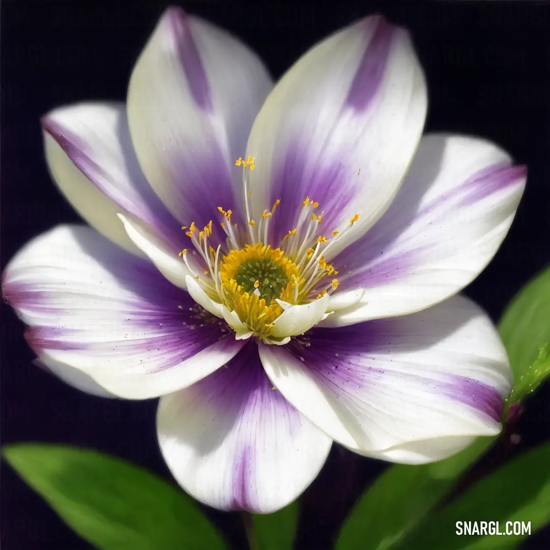 White and purple flower with green leaves in the background and a black background behind it with a yellow center