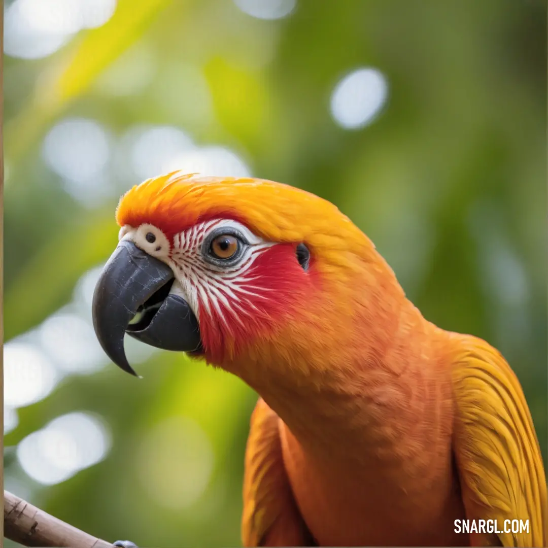 Close up of a parrot on a branch with a blurry background