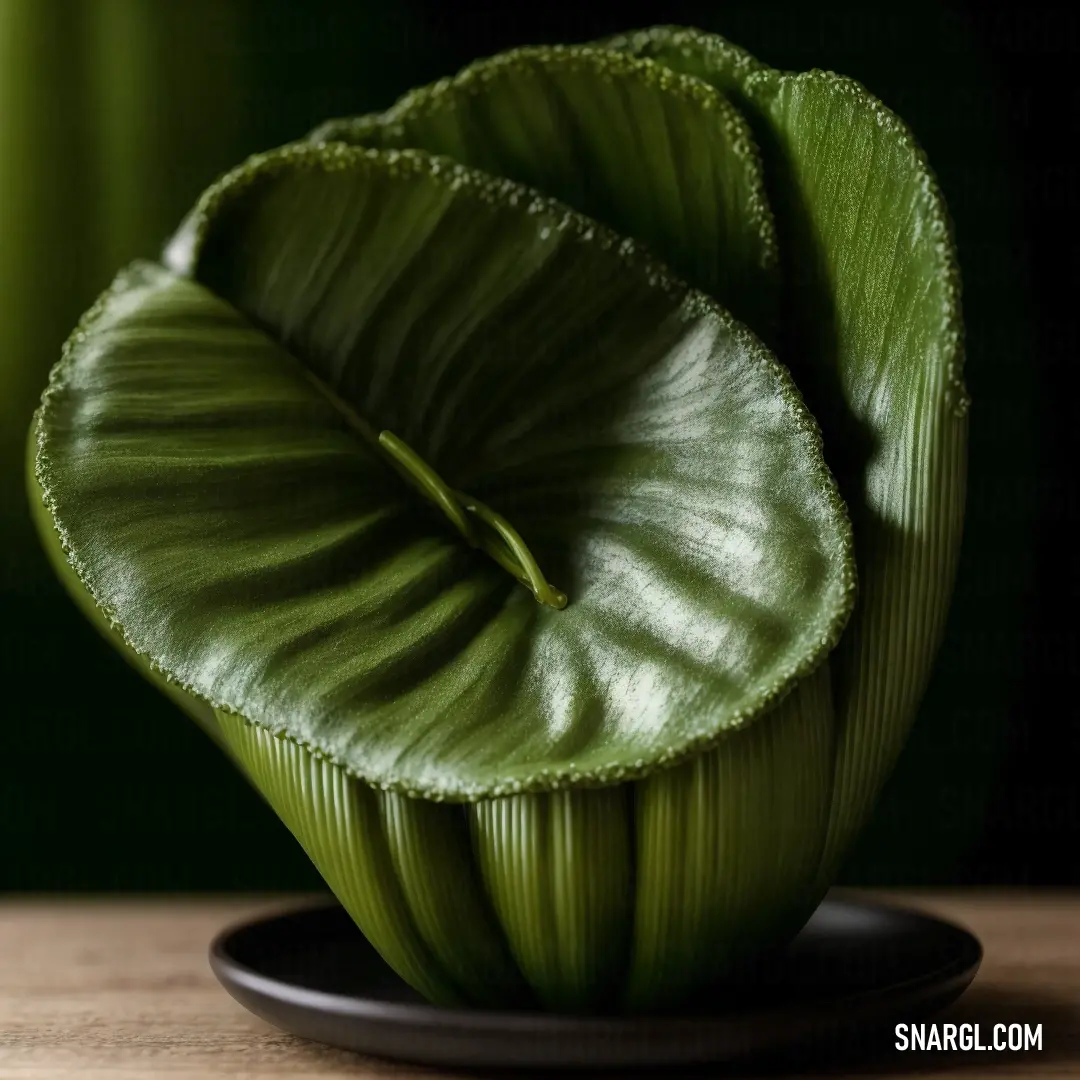 Green plant with a black plate on a table with a green curtain behind it and a black plate