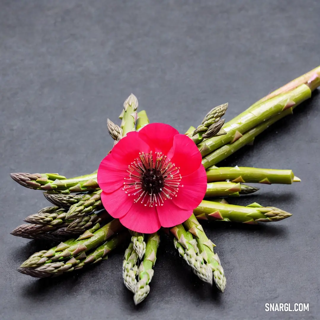 Pink flower is placed on asparagus stems on a gray surface with a black background