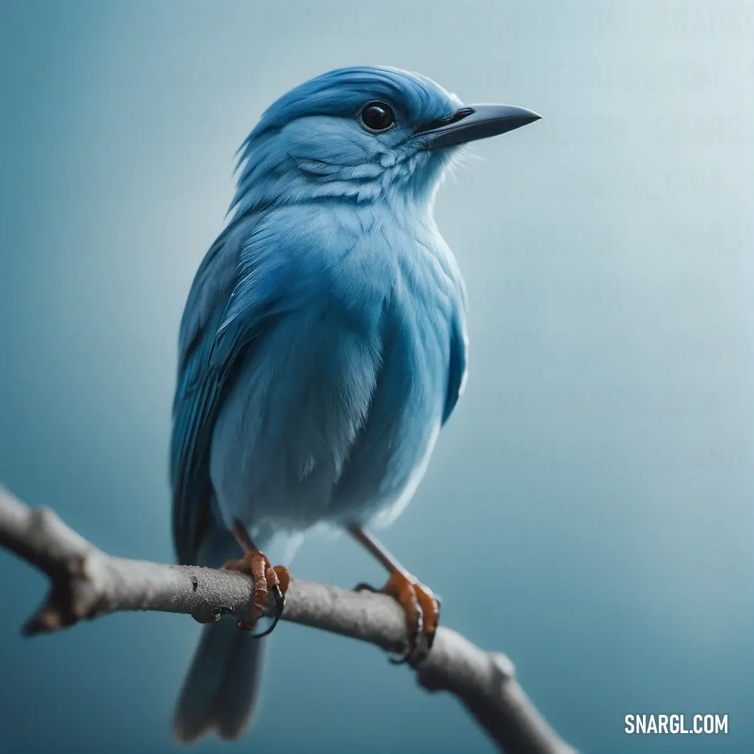 Blue Azure bird on a branch with a sky background