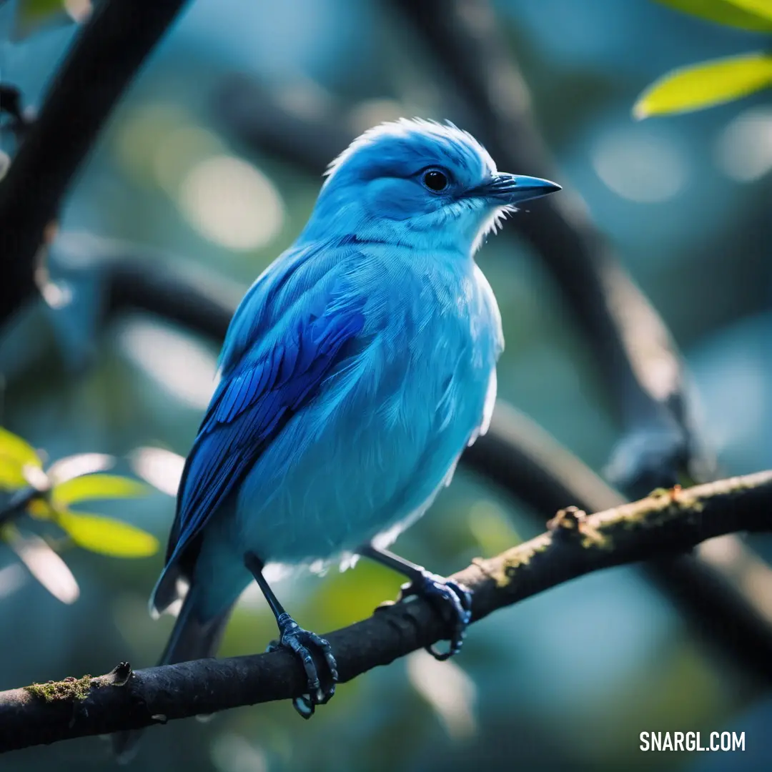Blue Azure bird on a branch of a tree with leaves in the background