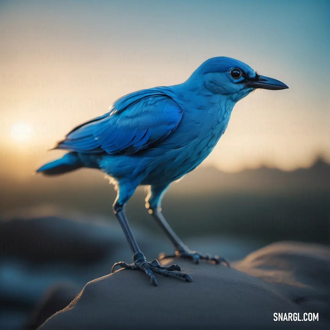 Blue Azure bird standing on a rock at sunset or dawn with a blurry background