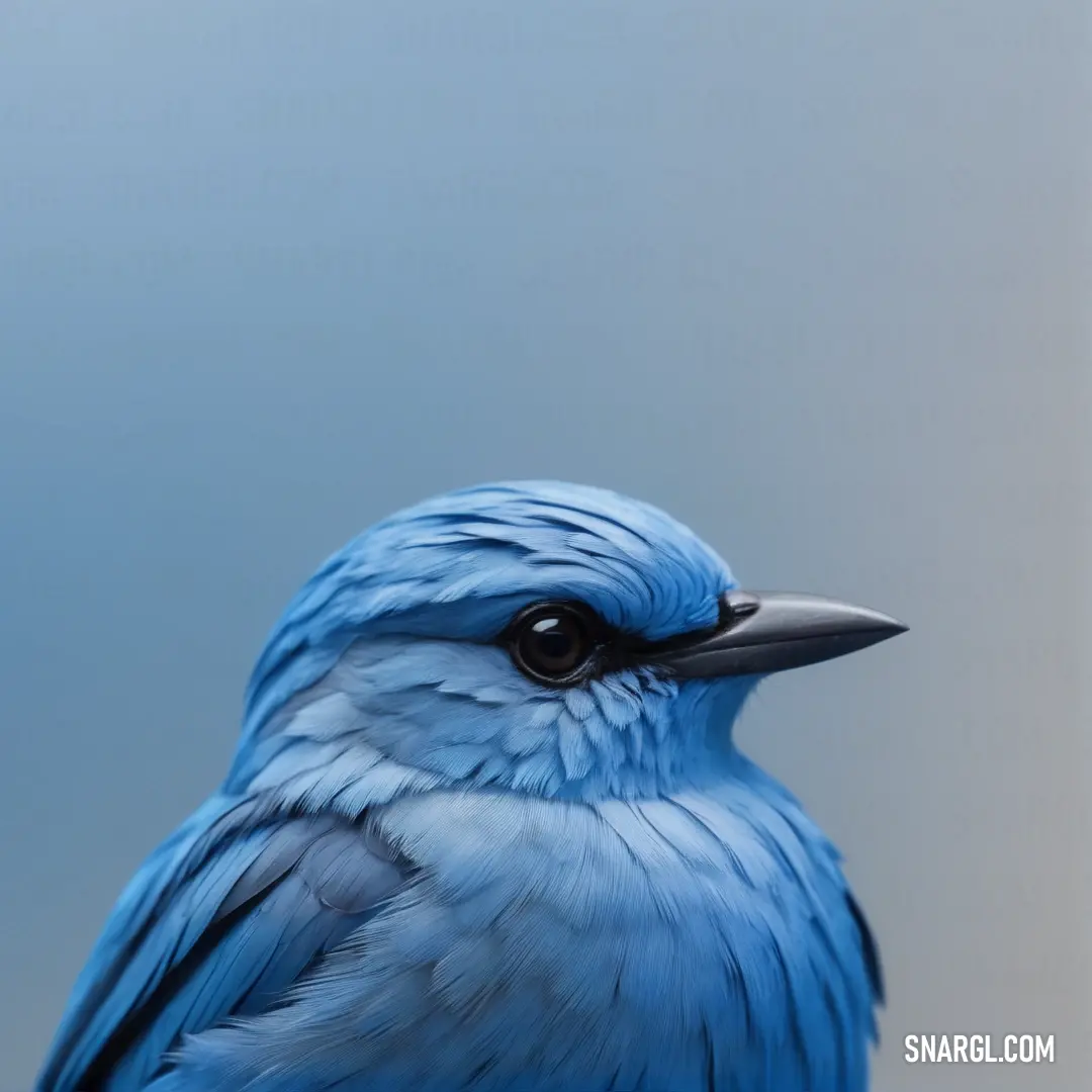 Blue Azure bird with a black beak and a black beak on it's head and a blue background