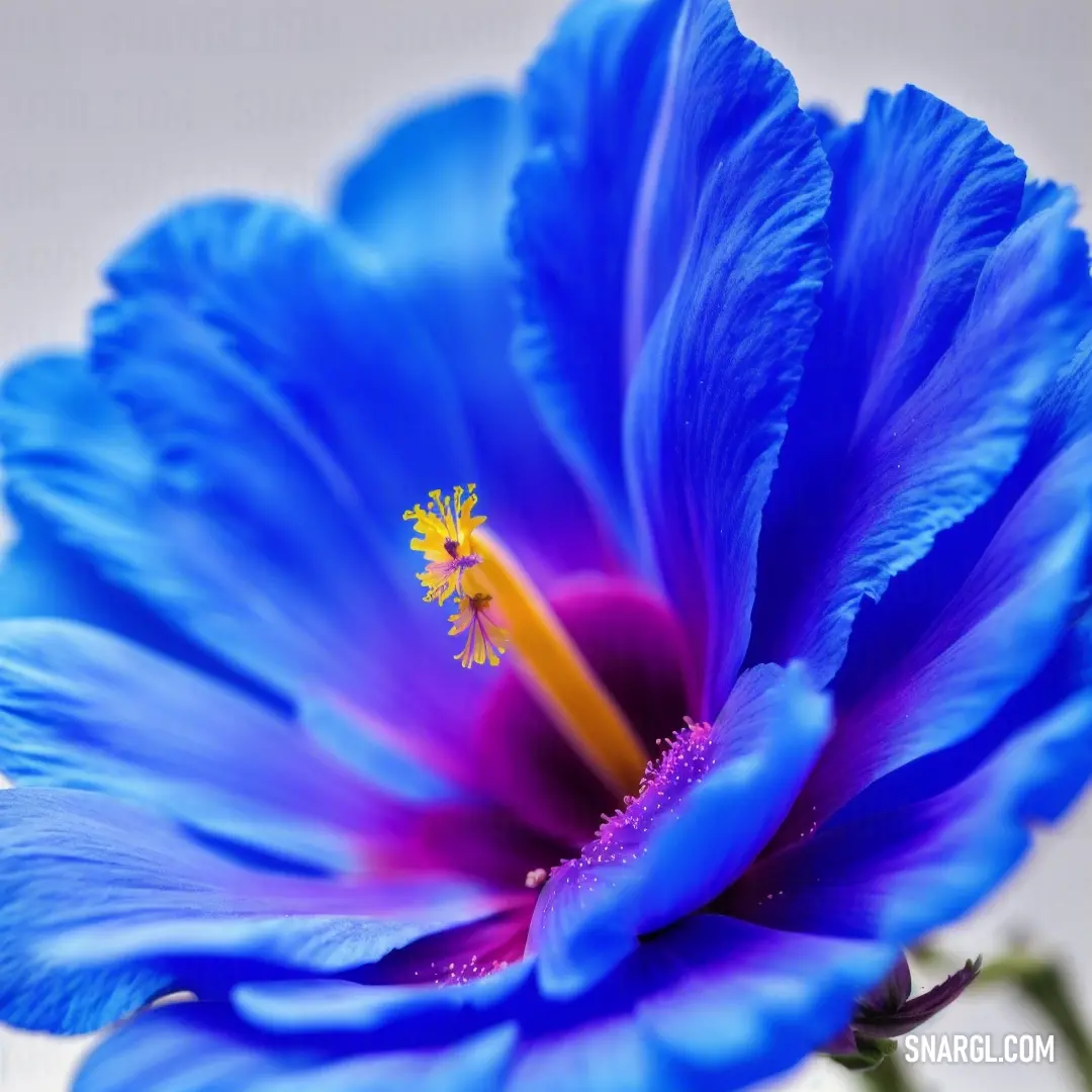 Blue flower with a yellow center and a yellow stamene stamene stamene stamene stamene stamene stamene stamene stamen