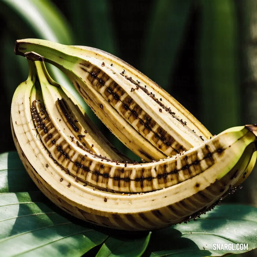 Bunch of bananas on top of a green leafy plant with brown spots on them