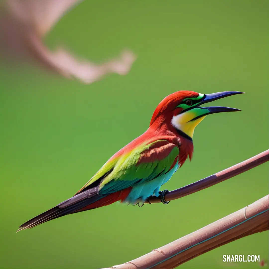 Colorful Bee-eater on a branch with its beak open and mouth open, with a green background