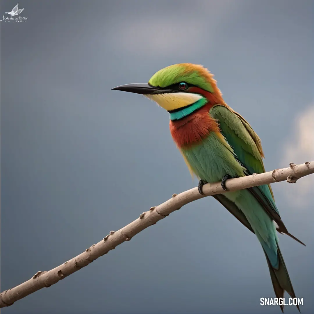 Colorful Bee-eater on a branch with a cloudy sky in the background