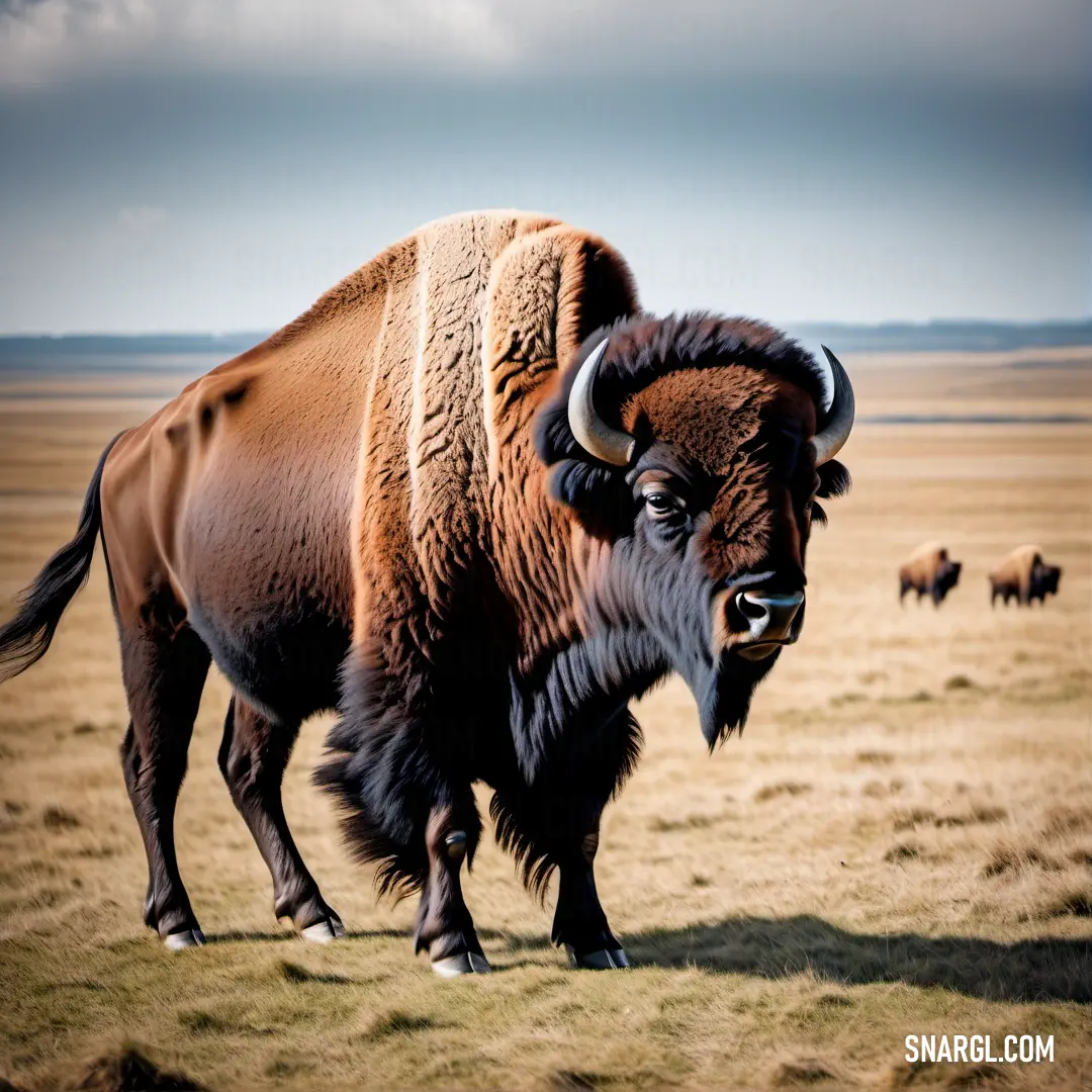 Bison with large horns standing in a field of grass and dirt with other bison in the background