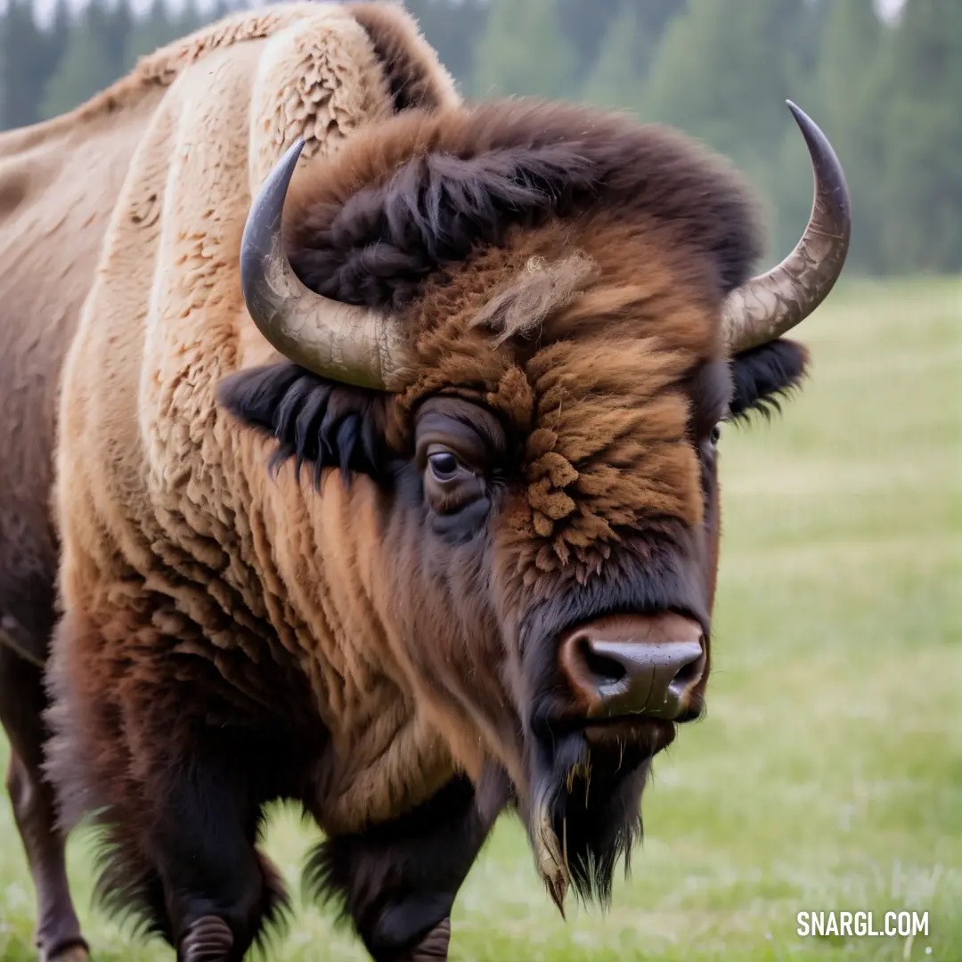 Bison with large horns standing in a field of grass with trees in the background