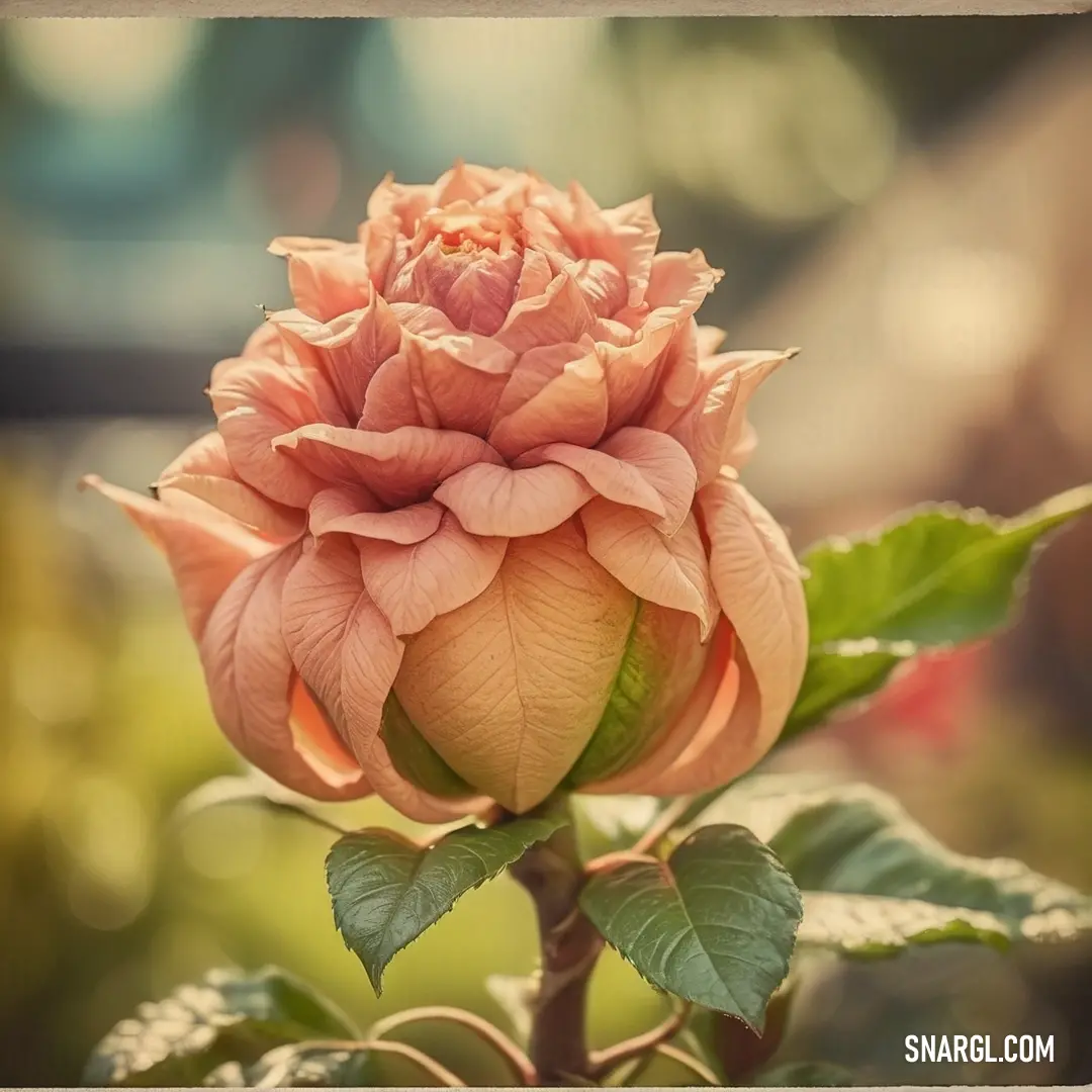 Pink flower with green leaves on a branch in a garden area with blurry background. Color #FE6F5E.