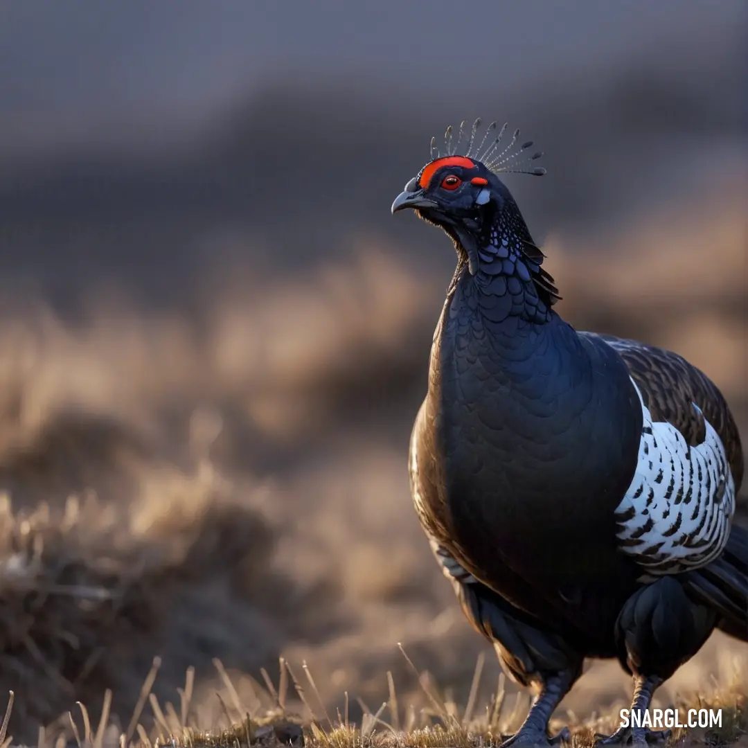 Black grouse with a red head standing in a field of grass and grass seed stalks in the background