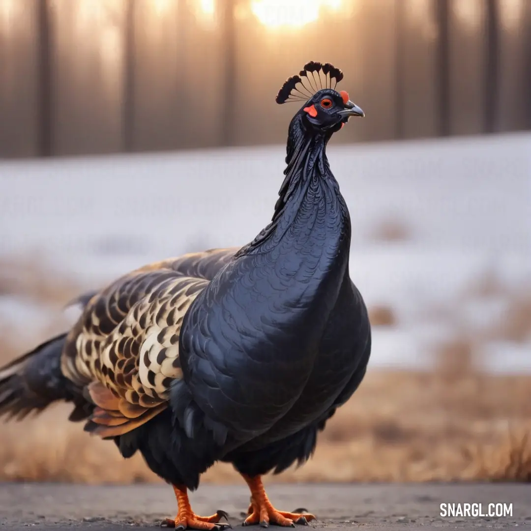 Black and brown grouse standing on a road next to a field of grass and snow covered ground with trees in the background