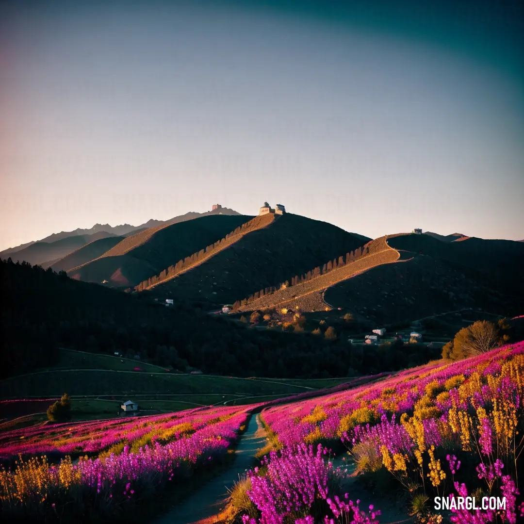 Field of flowers with a mountain in the background at sunset with a path leading to the top of the hill