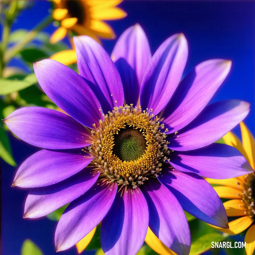 Purple flower with yellow centers in a blue background with a blue sky in the background