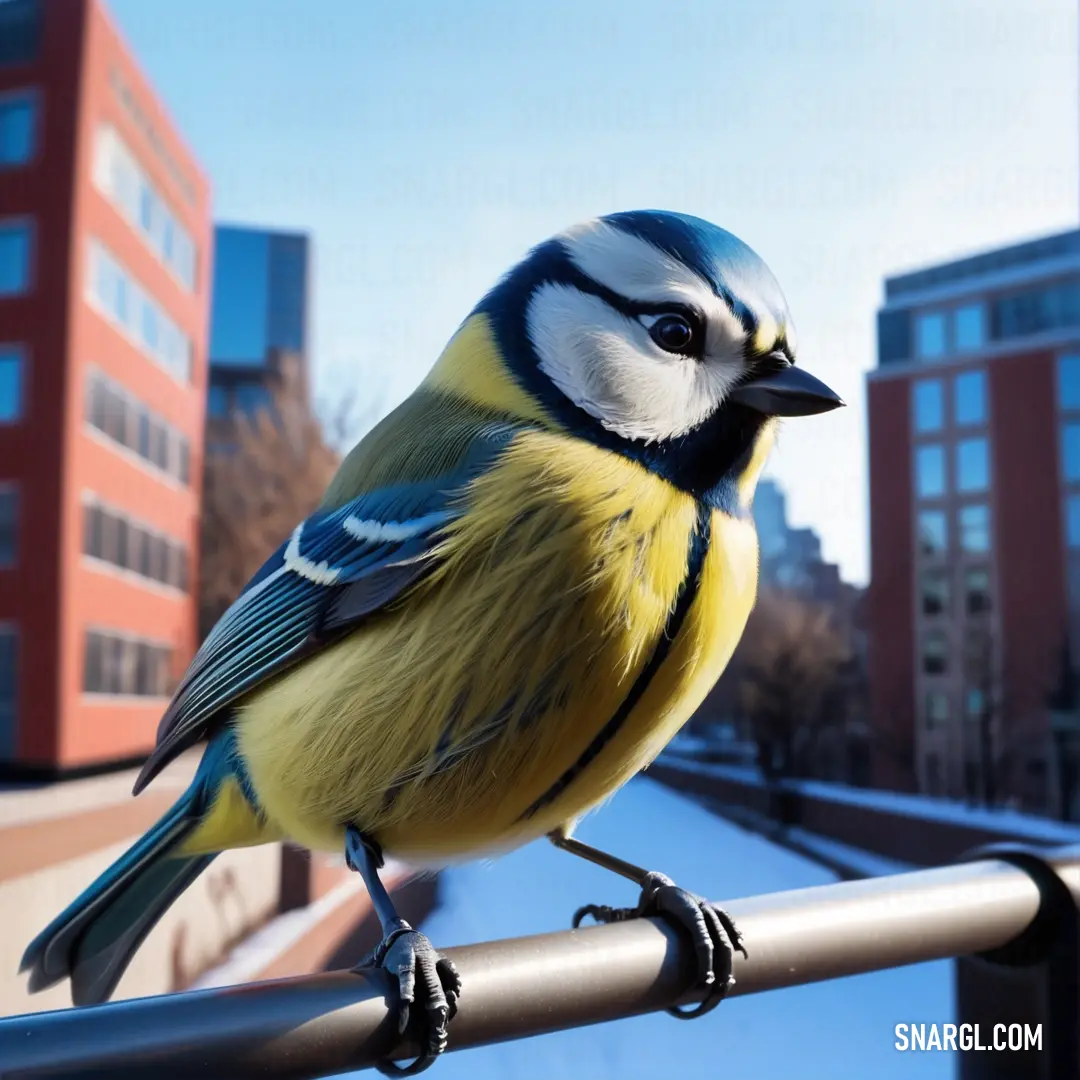 Blue tit is perched on a railing in front of a building and a city street with buildings in the background