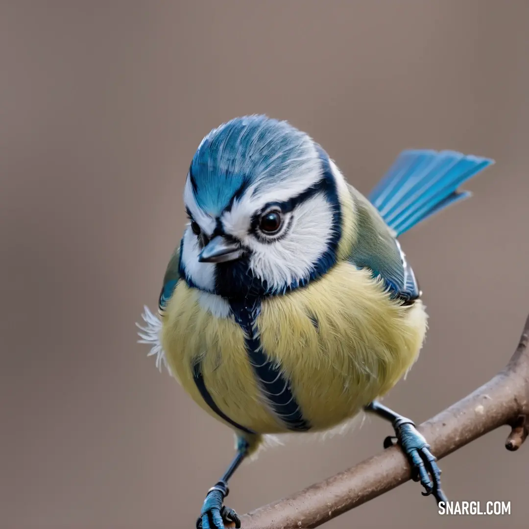 Blue and white Blue tit on a branch with its wings spread out and its eyes open, with a brown background