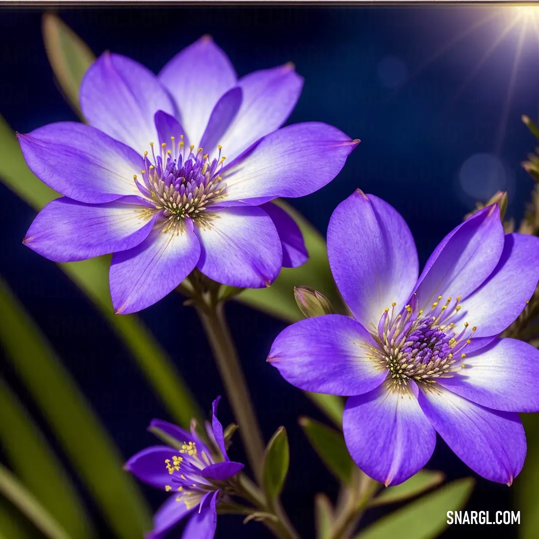 Close up of a purple flower with green leaves and a blue background with a sunburst in the background
