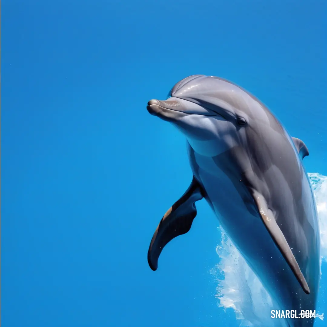 Dolphin is swimming in the water with its mouth open and it's head above the water surface