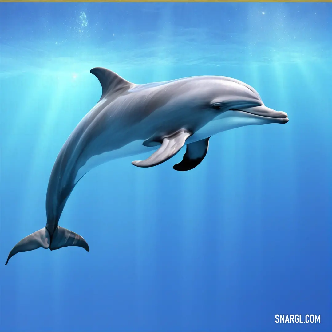 Dolphin swimming in the ocean with a blue background