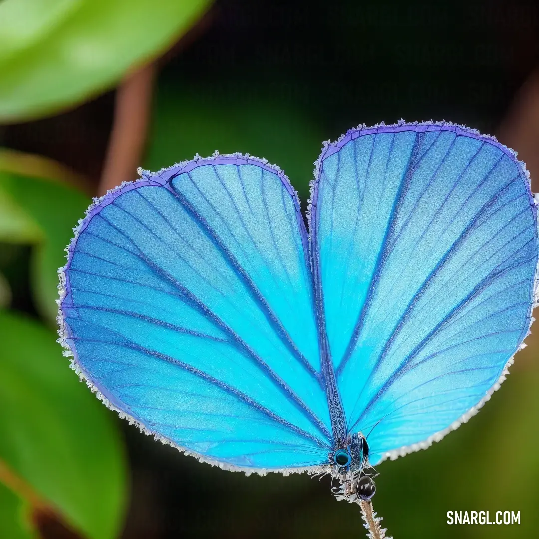 Blue butterfly with a white tip on its wing on a plant stem with leaves in the background