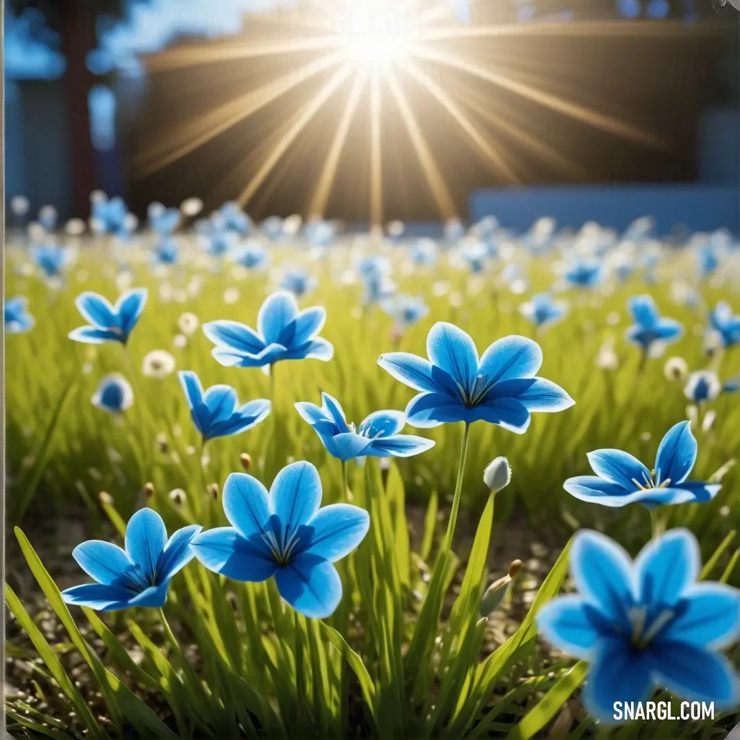 Bright cerulean color example: Field of blue flowers with the sun shining in the background