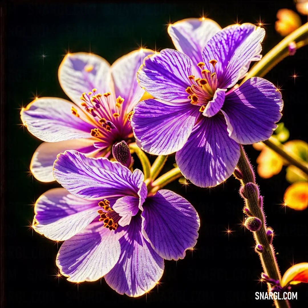 Close up of a purple flower with a black background and a yellow center and a few other flowers