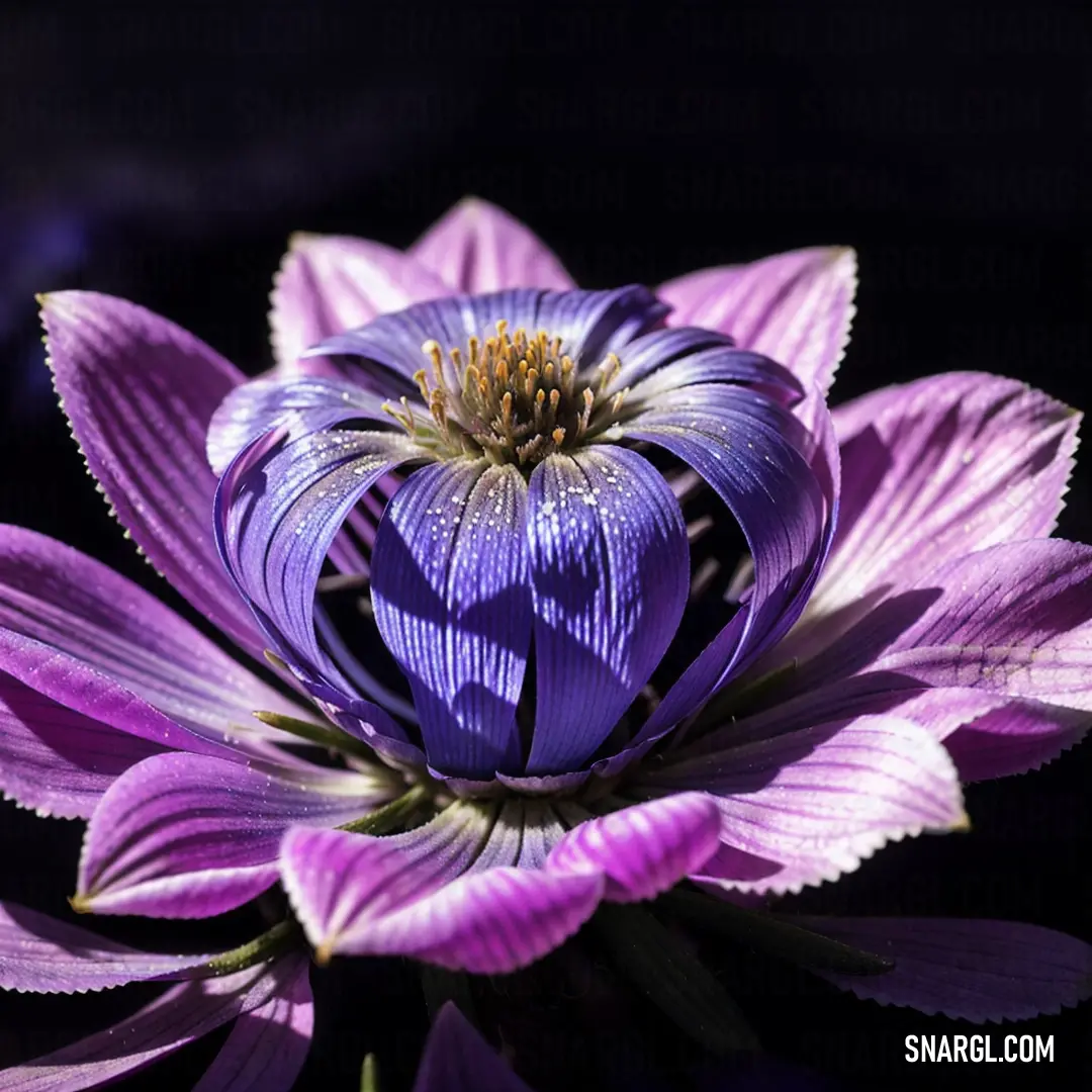 Purple flower with a yellow center is shown in the dark background