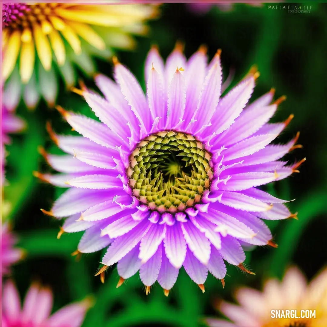 Close up of a purple flower with yellow center and a green center surrounded by other flowers in the background
