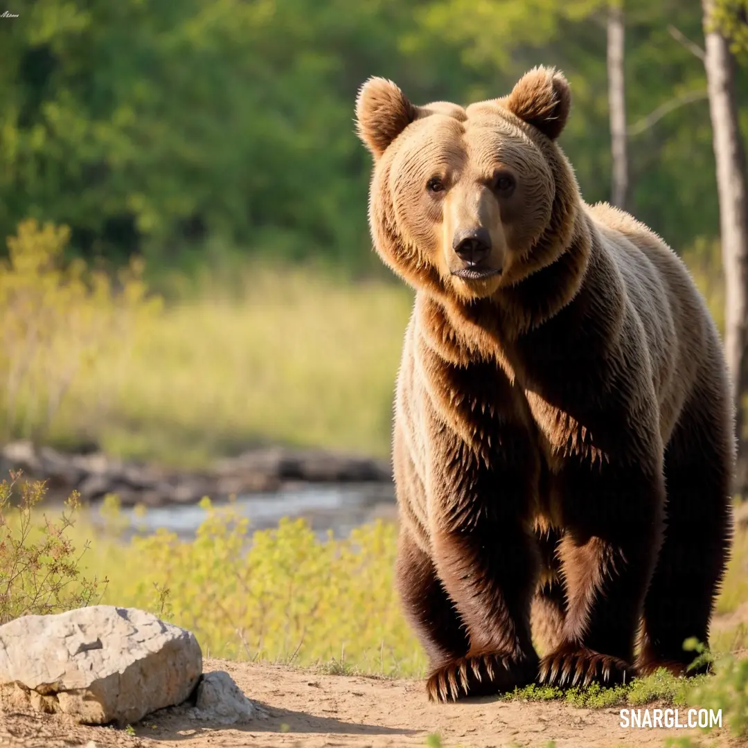 Brown bear walking across a dirt road next to a forest filled with trees and grass and rocks and a stream
