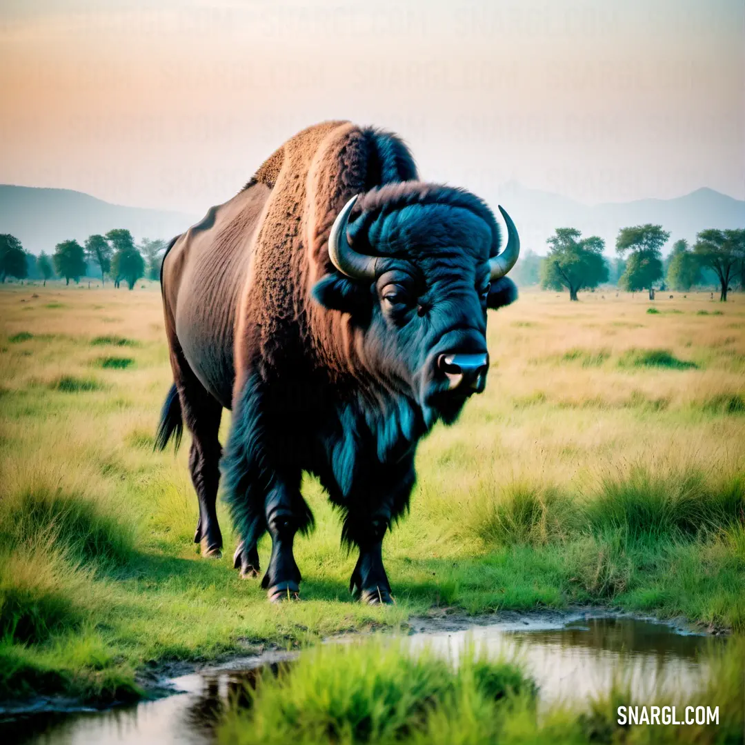 Bison standing in a field with a stream running through it's center and mountains in the background