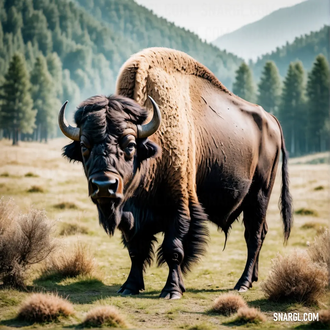Large buffalo standing in a field with mountains in the background