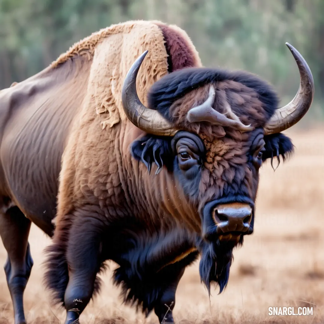 Large buffalo standing in a dry grass field with trees in the background