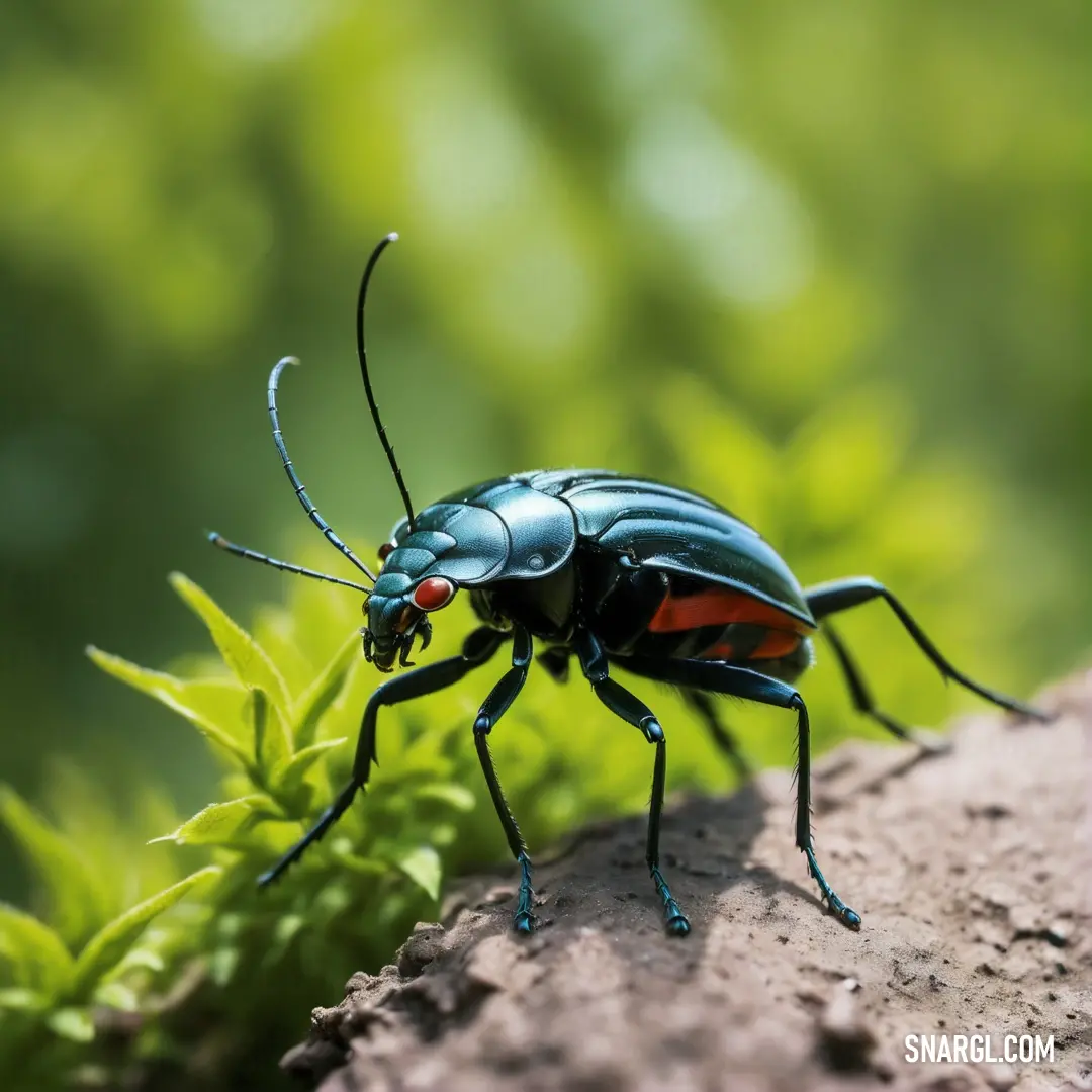 Bug that is on a rock in the grass and leaves of a plant in the background